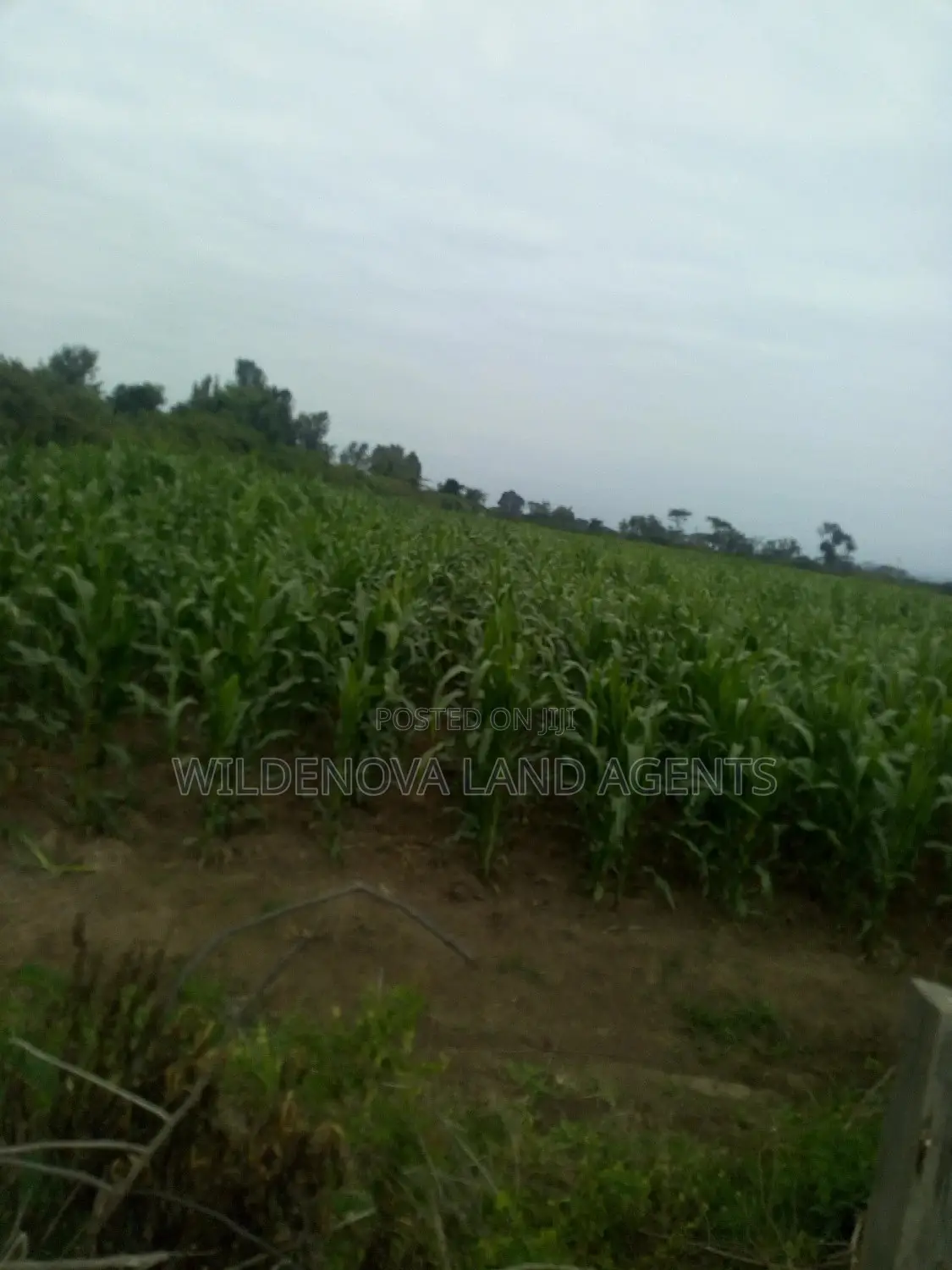 20 Acre of Land on Sale in Naivasha Town