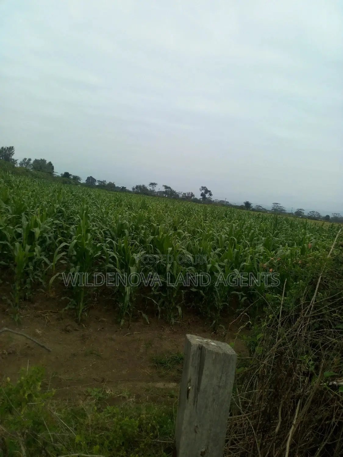 20 Acre of Land on Sale in Naivasha Town