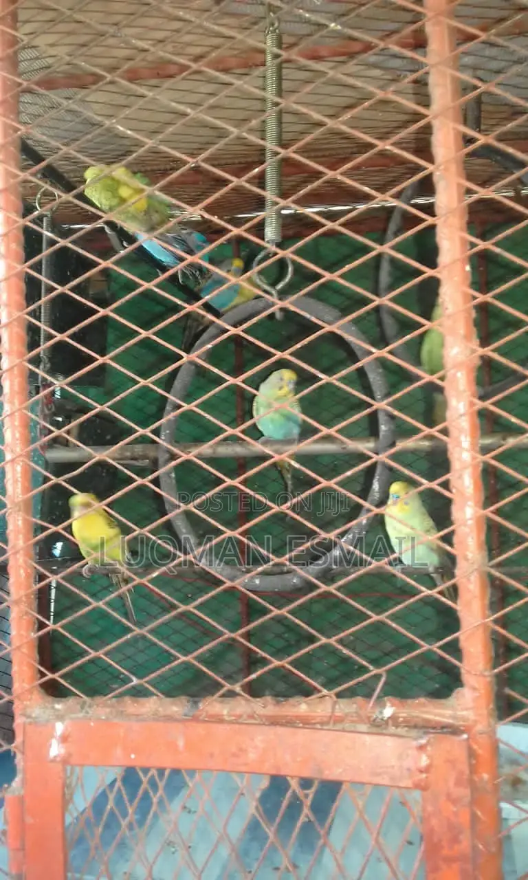 Young Budgies