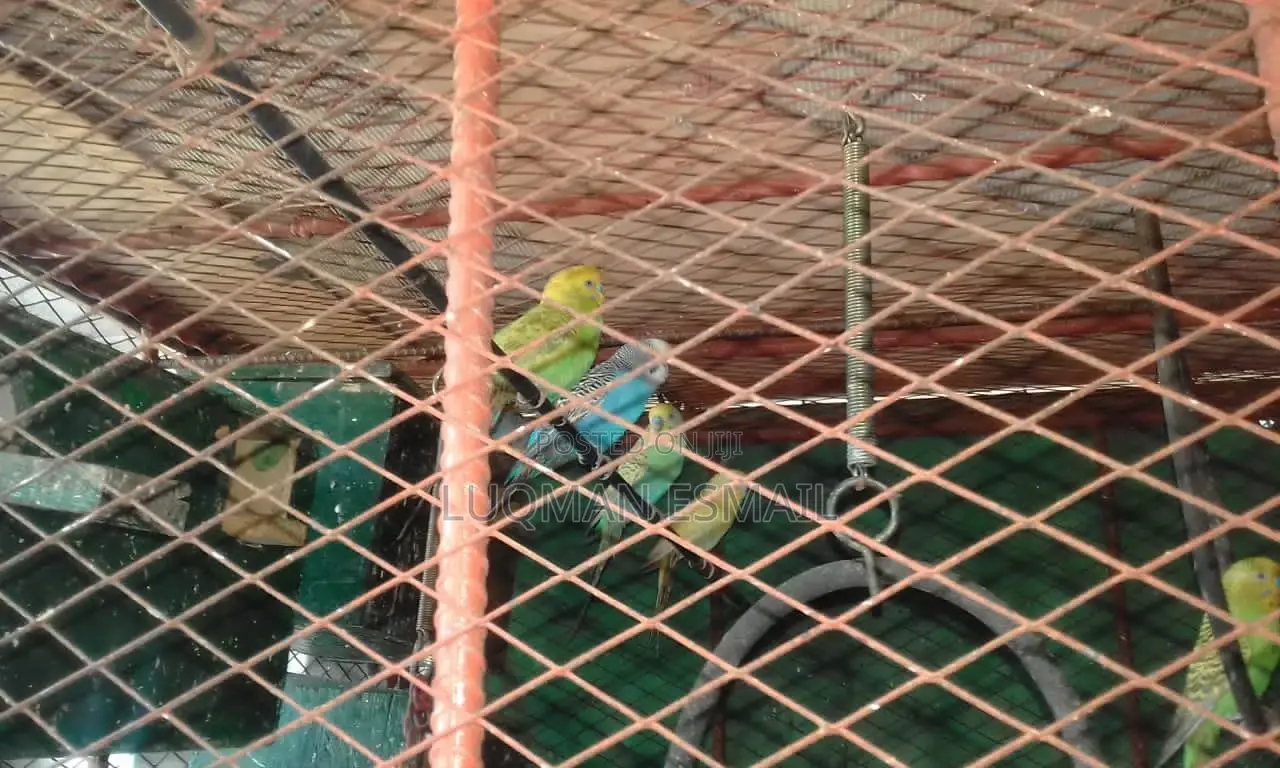 Young Budgies