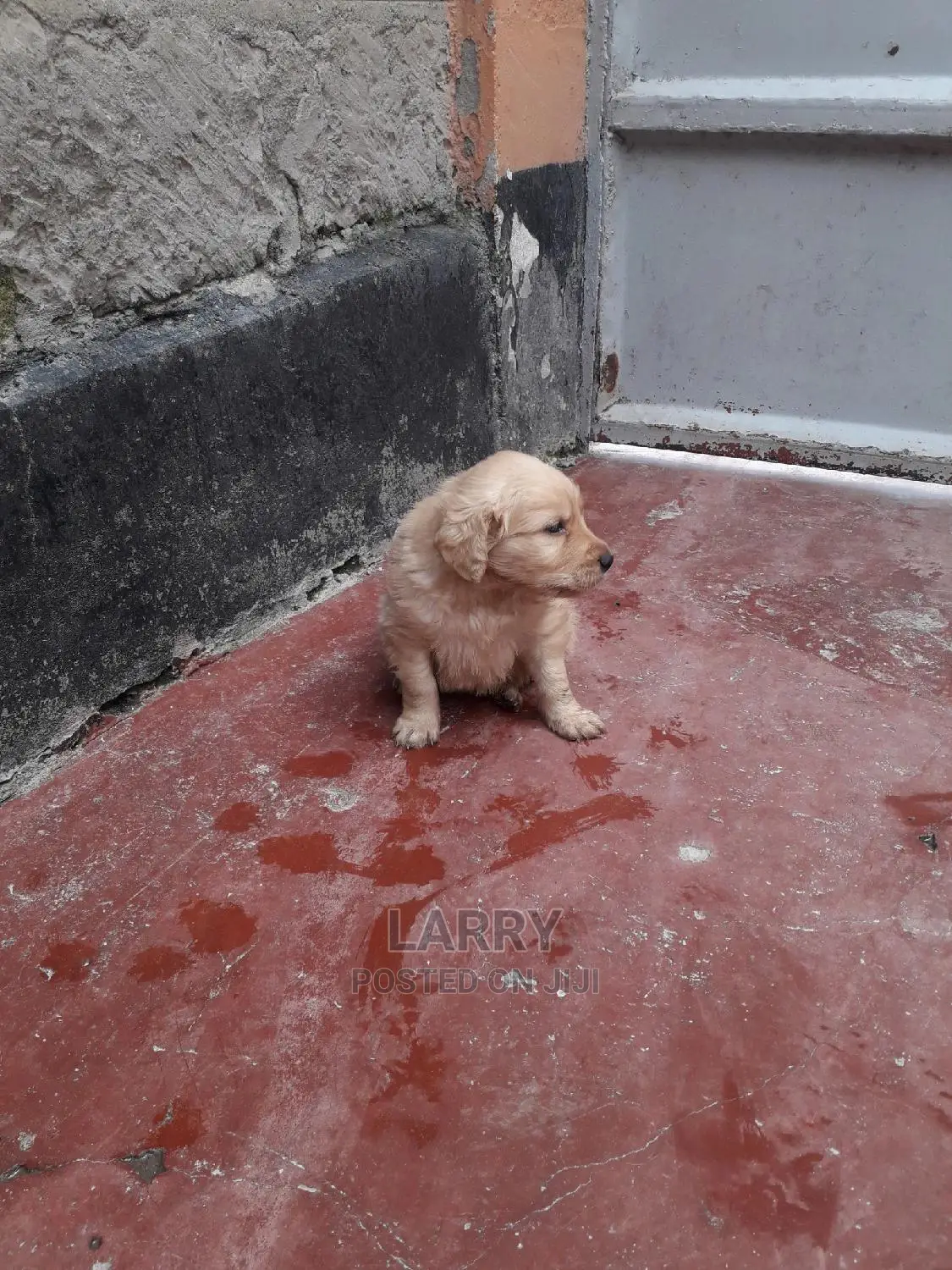 0-1 Month Male Purebred Golden Retriever