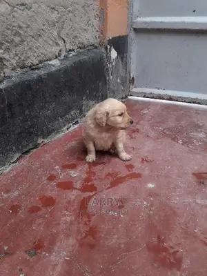 0-1 Month Male Purebred Golden Retriever