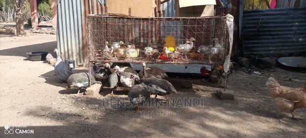 Healthy 3 Months Old POULT PAIR. - thumbnail 9