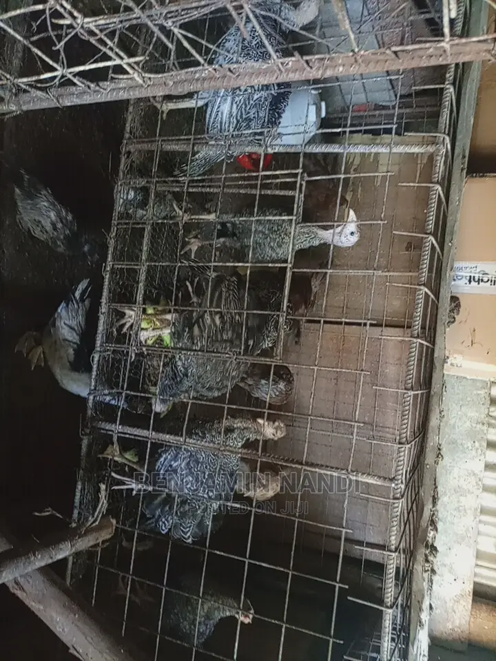 Healthy 3 Months Old POULT PAIR.