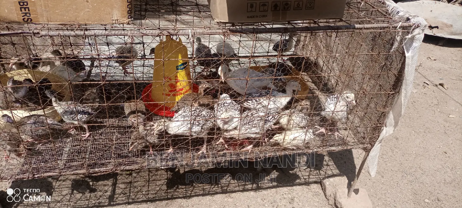 Healthy 3 Months Old POULT PAIR.