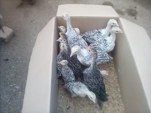 Healthy 3 Months Old POULT PAIR. - thumbnail 2