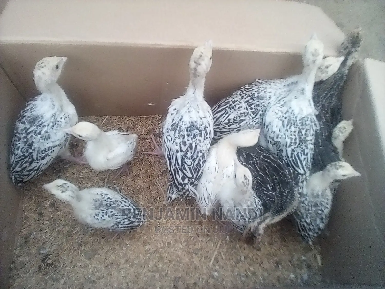 Healthy 3 Months Old POULT PAIR.