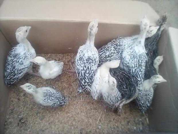 Healthy 3 Months Old POULT PAIR. - thumbnail 12