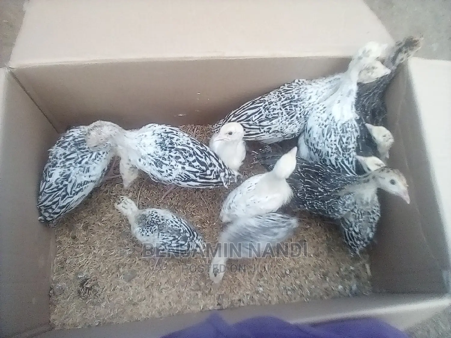 Healthy 3 Months Old POULT PAIR.