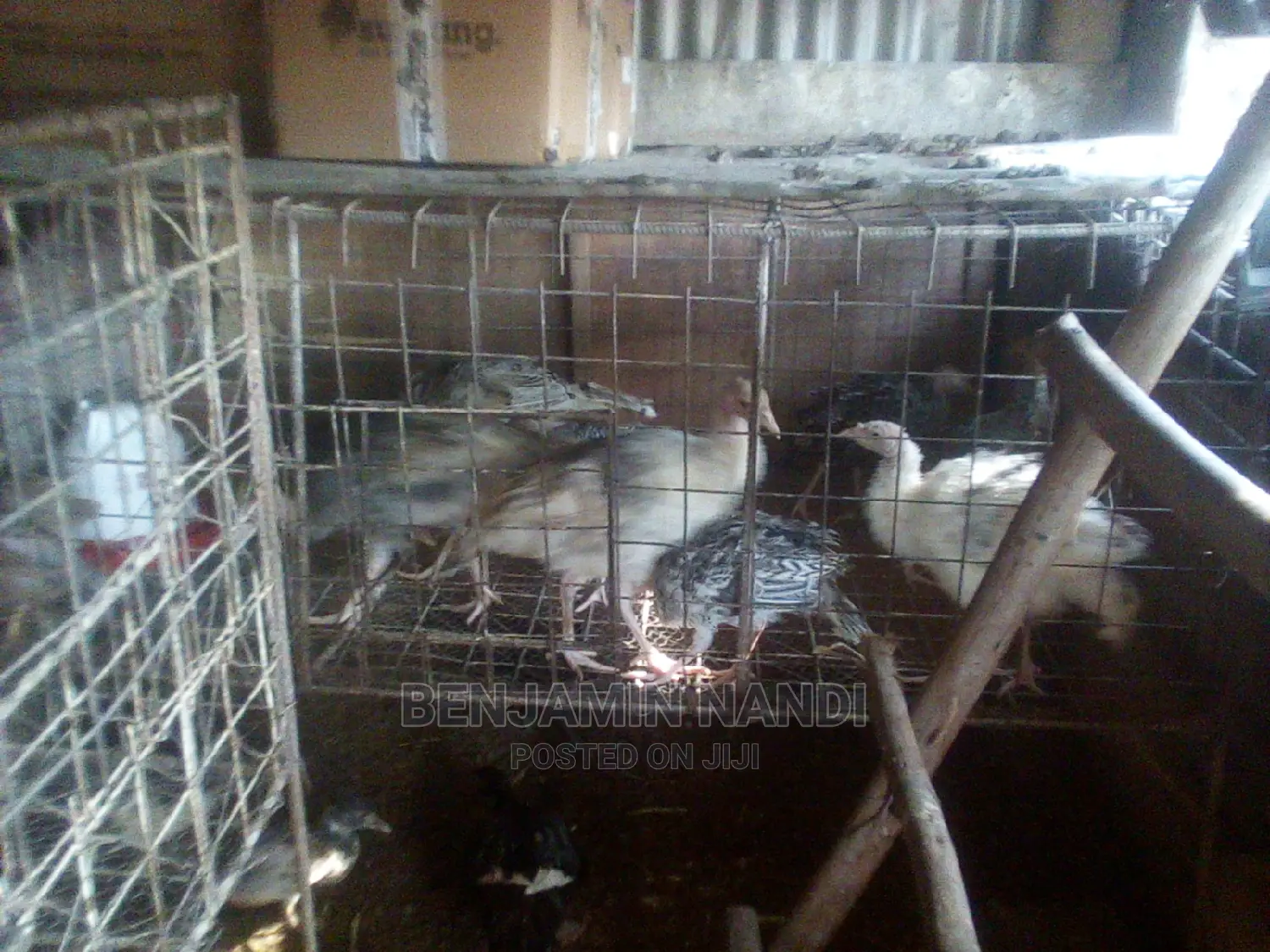 Healthy 3 Months Old POULT PAIR.