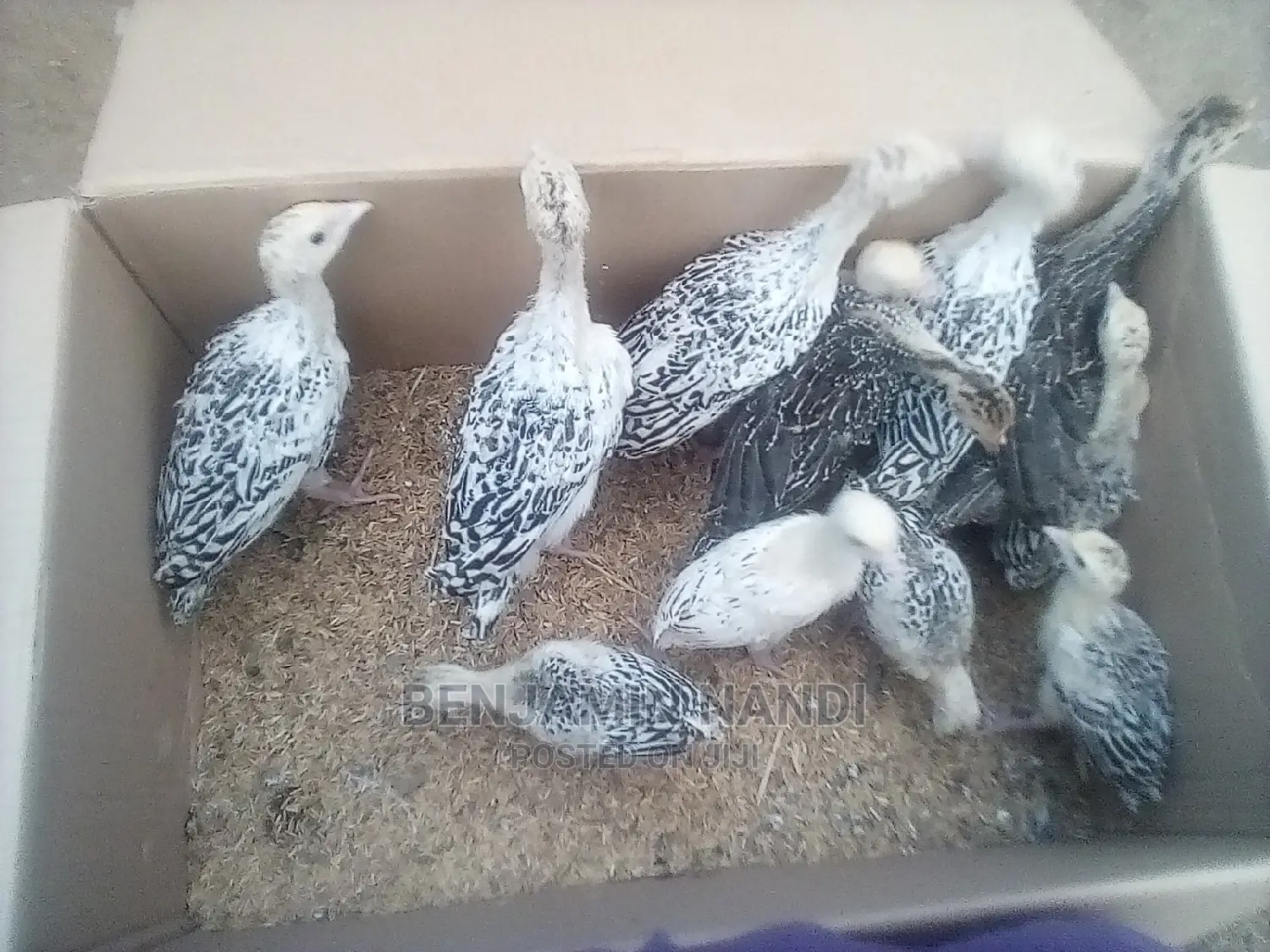 Healthy 3 Months Old POULT PAIR.