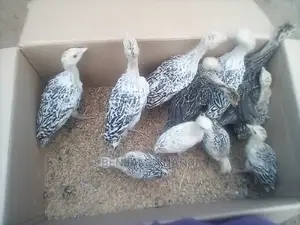 Healthy 3 Months Old POULT PAIR.