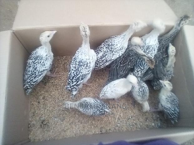 Healthy 3 Months Old POULT PAIR. - thumbnail 4