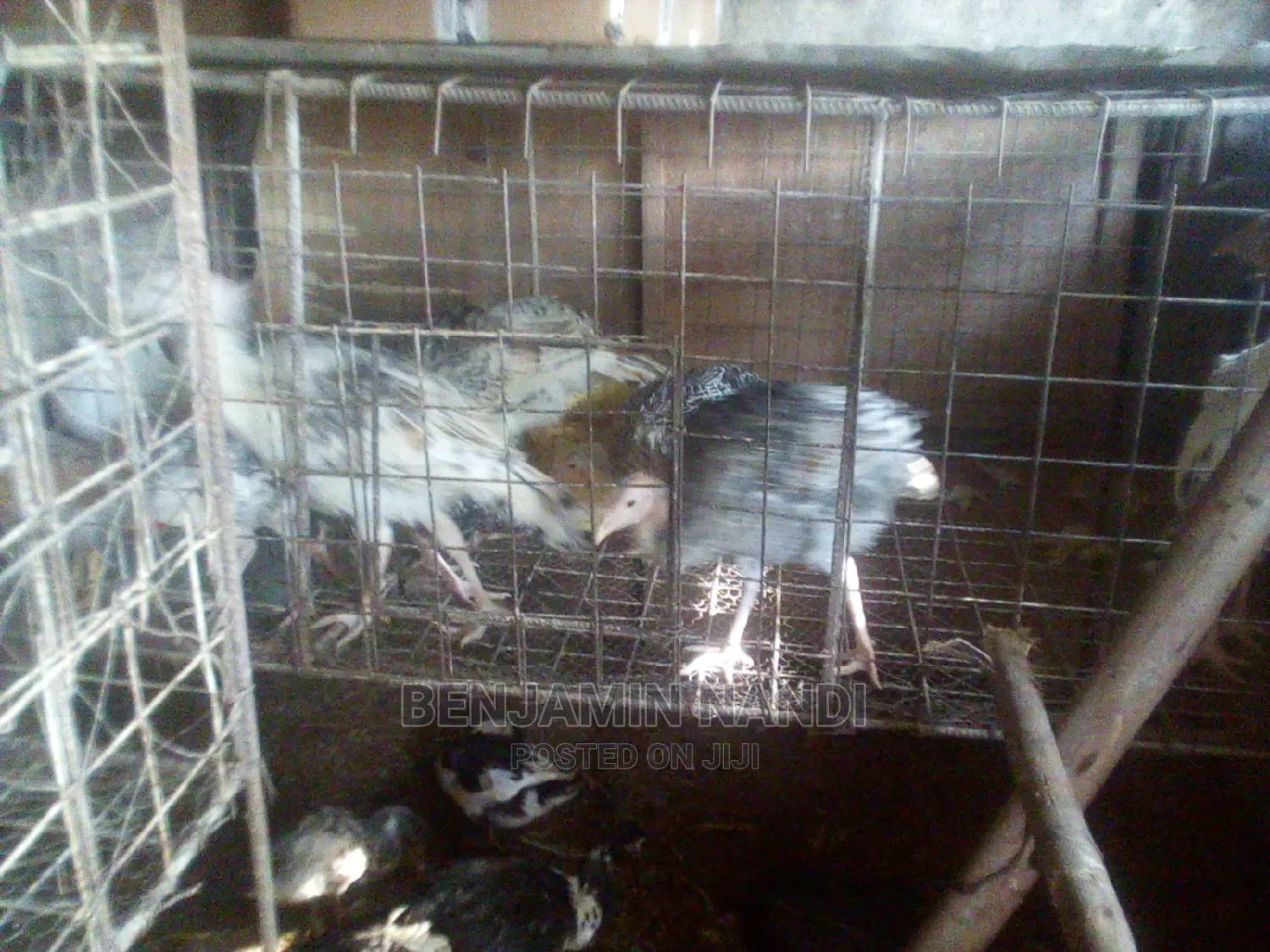 Healthy 3 Months Old POULT PAIR.