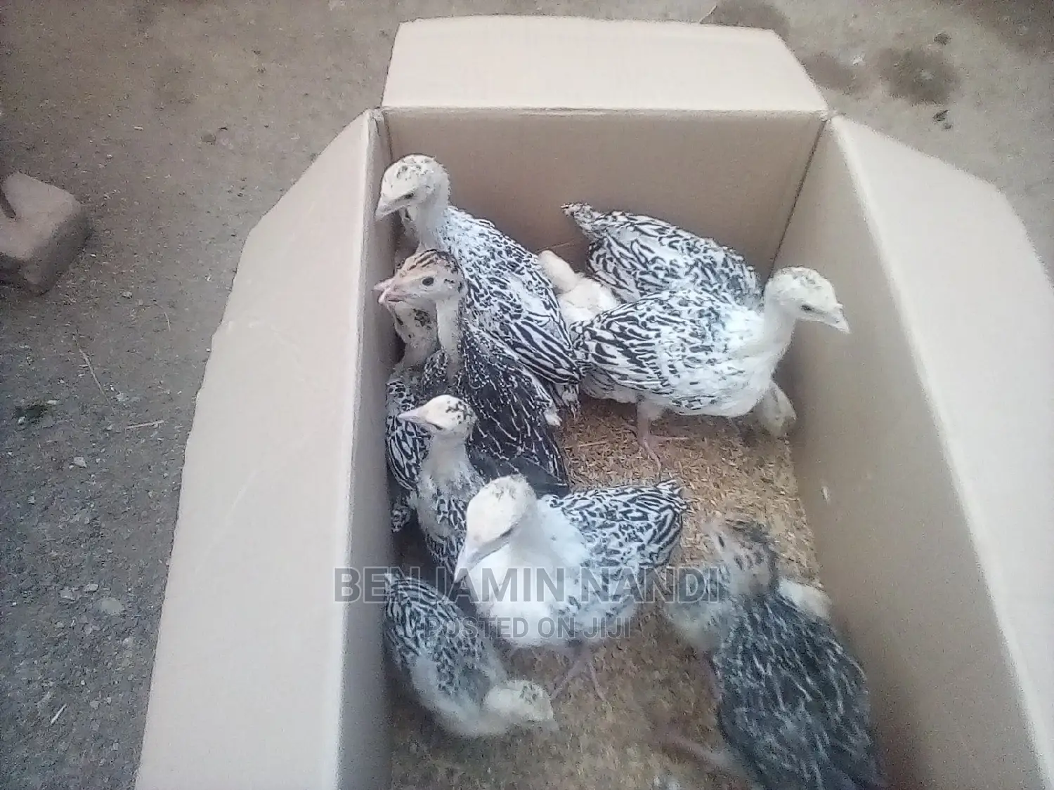 Healthy 3 Months Old POULT PAIR.