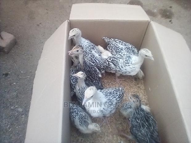 Healthy 3 Months Old POULT PAIR. - thumbnail 11