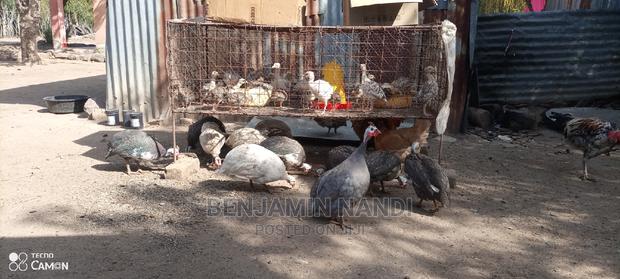 Healthy 3 Months Old POULT PAIR. - thumbnail 16