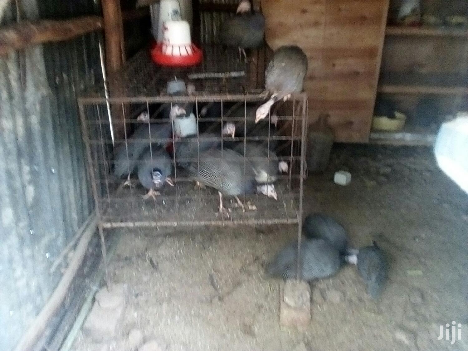 Healthy Mature Pure White(PAIR)Kanga.Whitechested Available.