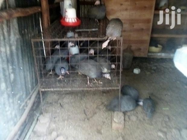 Healthy Mature Pure White(PAIR)Kanga.Whitechested Available. - thumbnail 6