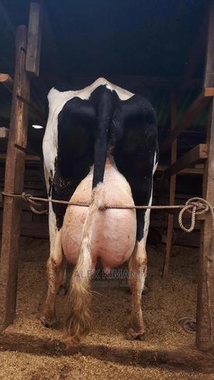 Giant Pedigree Lactating Cows - thumbnail 2
