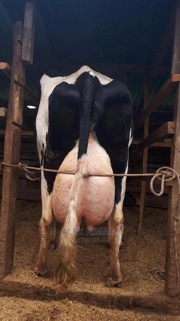 Giant Pedigree Lactating Cows - main view