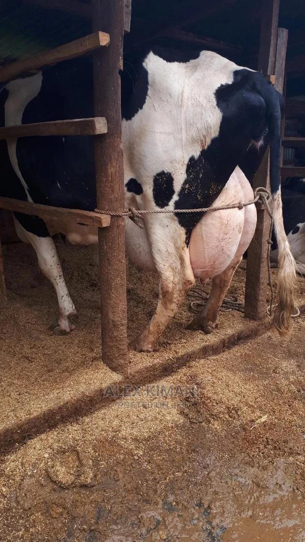 Giant Pedigree Lactating Cows - thumbnail 3