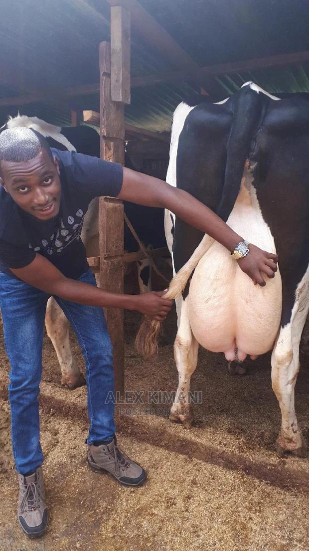 Giant Pedigree Lactating Cows - thumbnail 4