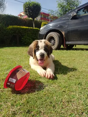 1-3 Month Male Purebred Saint Bernard