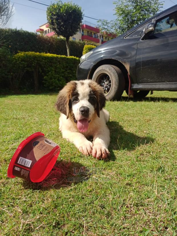 1-3 Month Male Purebred Saint Bernard
