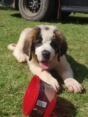 1-3 Month Male Purebred Saint Bernard