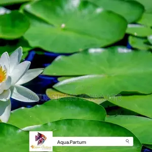 Water Lillys, Fish Pond Live Plants, Ornamental Fish Plants