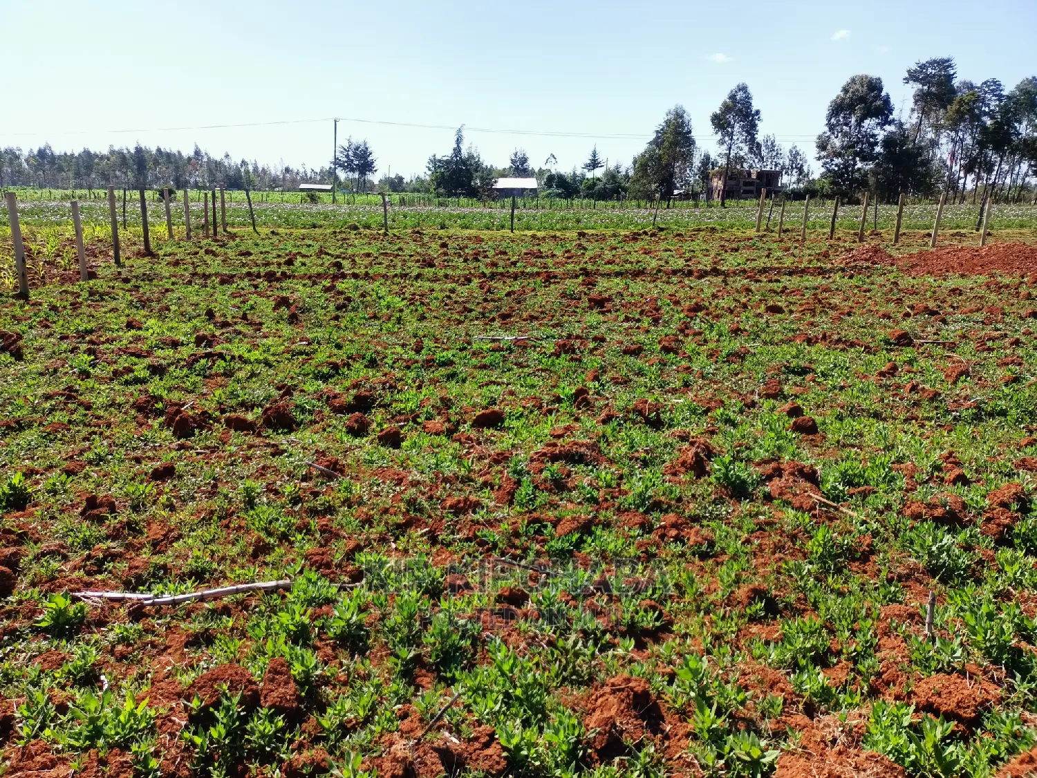 1⁄4 Plot for Sale in Chepkanga Lelit Eldoret
