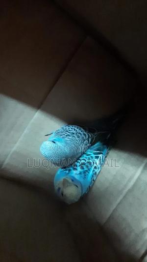 Young Tammable Budgies - thumbnail 2