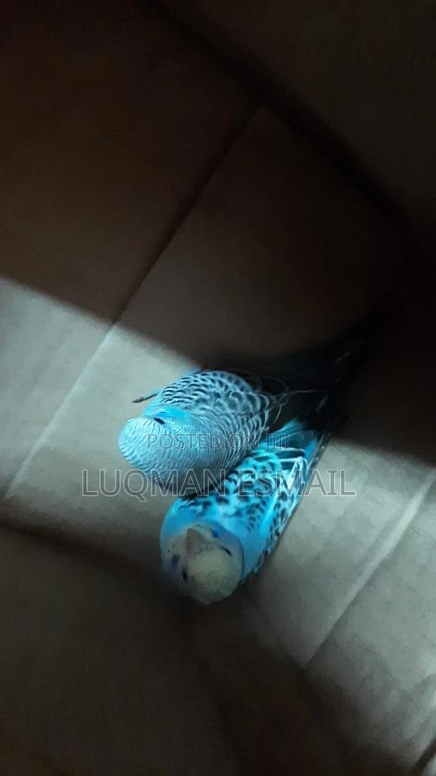 Young Tammable Budgies - main view