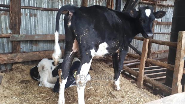 Giant Pedigree Lactating Cows - thumbnail 5