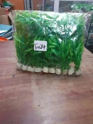 Aquarium Plants - thumbnail 2