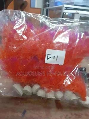 Aquarium Plants Orange in Color - thumbnail 2