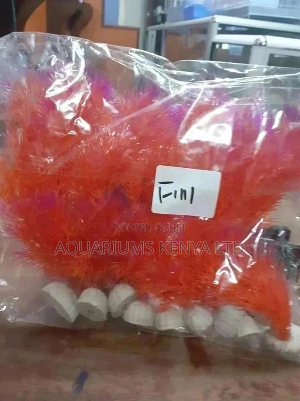 Aquarium Plants Orange in Color - main view