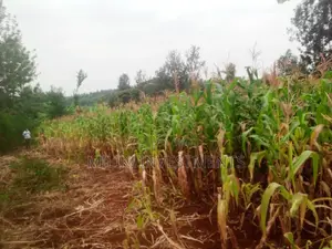 An Acre of Land Sale at Kenol-Kamahuha.
