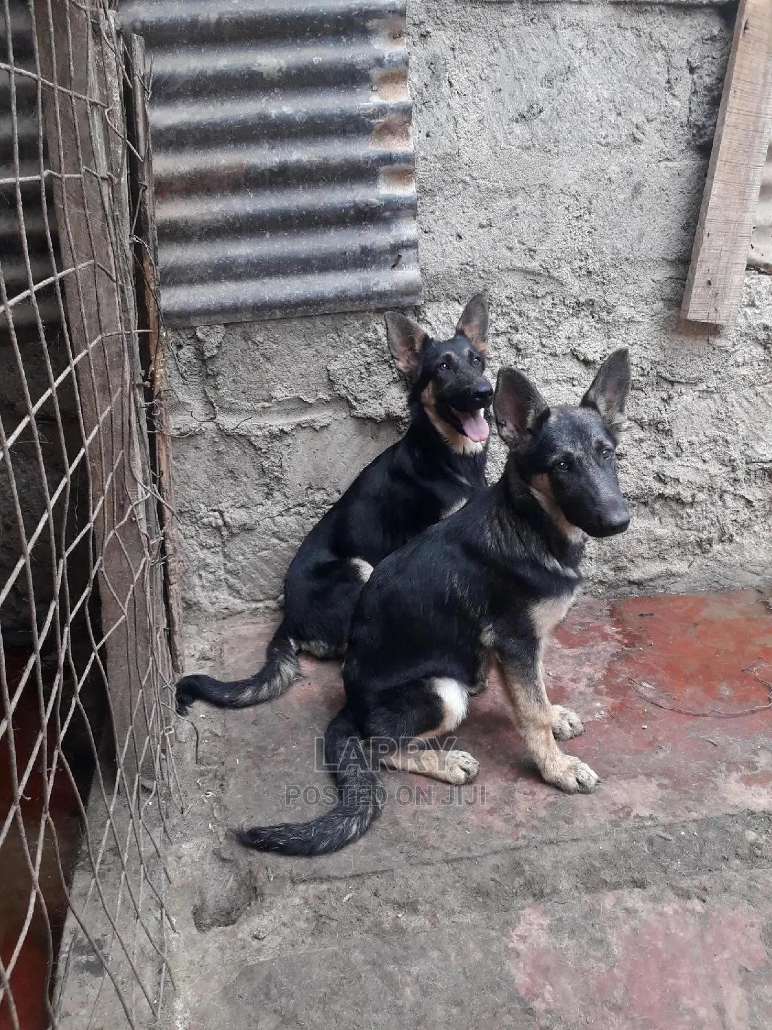 1-3 Month Female Purebred German Shepherd