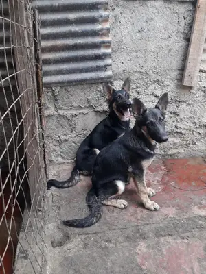 1-3 Month Female Purebred German Shepherd