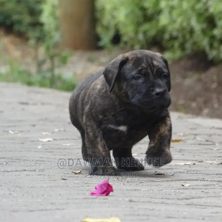 1-3 Month Male Purebred Boerboel