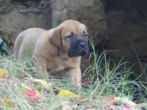 0-1 Month Male Purebred Boerboel - thumbnail 2