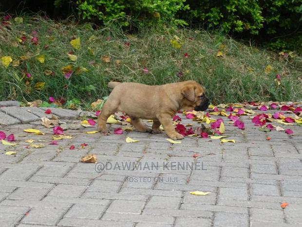 0-1 Month Male Purebred Boerboel