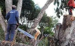 Professional Tree Felling