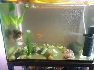 Aquarium ,All Aquarium Accessories, Aquarium Fish - thumbnail 2