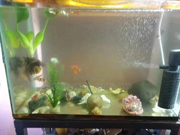 Aquarium ,All Aquarium Accessories, Aquarium Fish - main view
