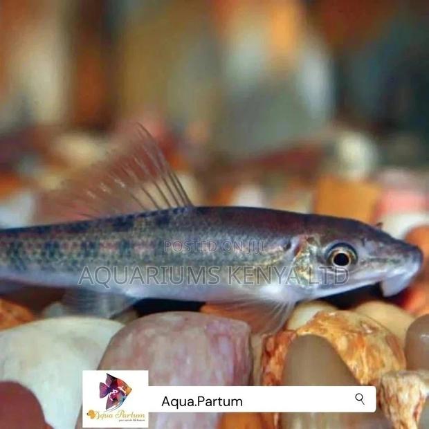 Algae Eater, Alagae Eater Fish - main view