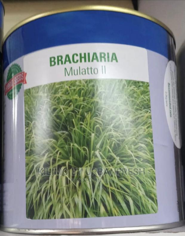 Brachiaria Grass / Fodder Mullato II Seeds 1 Kg Tin - main view
