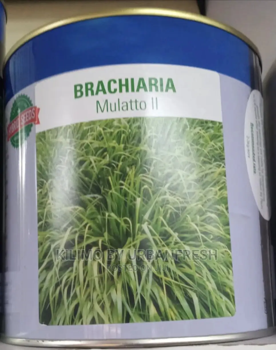 Brachiaria Grass / Fodder Mullato II Seeds 1 Kg Tin